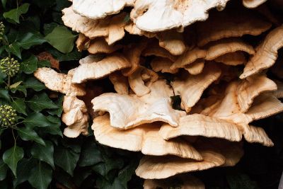 mushrooms by leaves