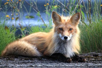 fox resting along the coast