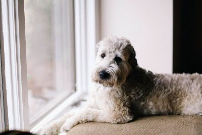 dog sitting in front of window