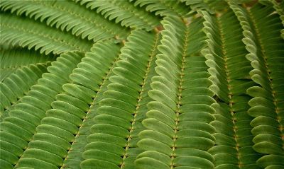 close up of fern leaves