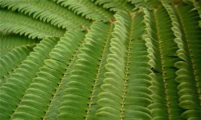 close up of fern leaves