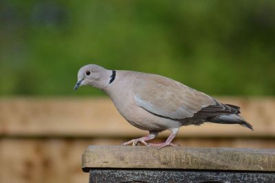 bird standing