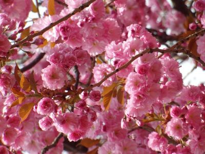 pink blossoms on tree