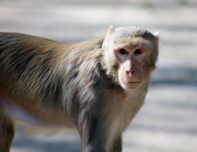 orange and gray primate