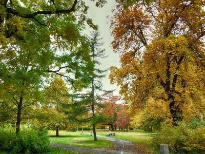 trees in the park