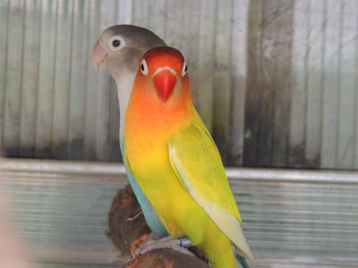 two headed parrot