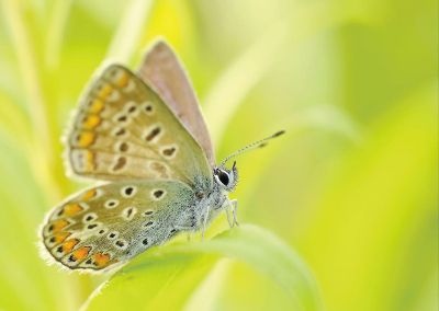 butterfly on leave