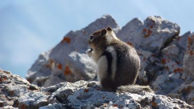 striped chipmunk