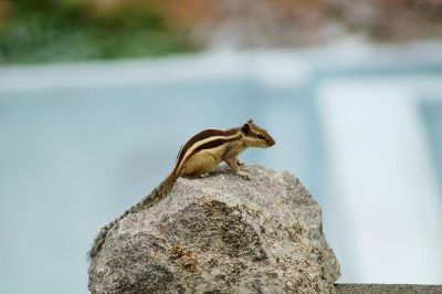 squirrel on a rock