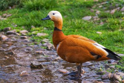 duck in nature