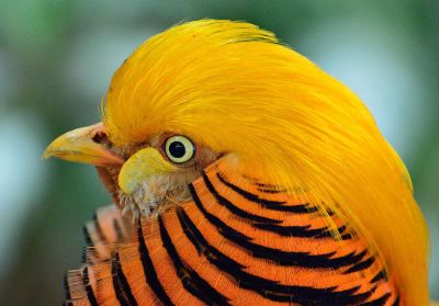 yellow bird with yellow eye