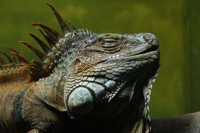 sunning lizzard