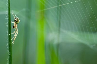 spider and its web