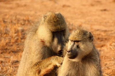 baboons cleaning each other