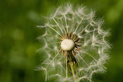 blown dandelion