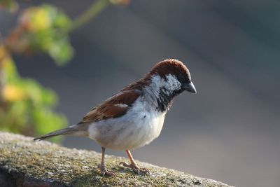 looking sparrow