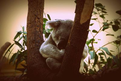 koala posing
