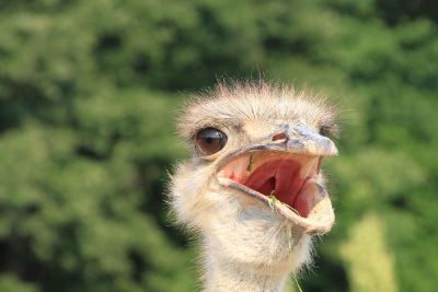 ostrich with an open mouth