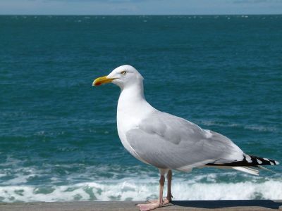 lonely seagul