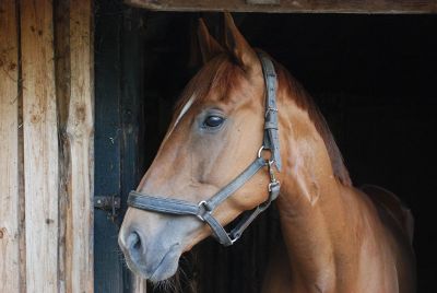 horse in barn