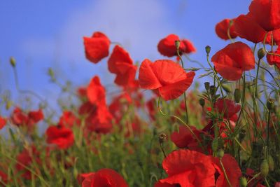 red bloomed flowers