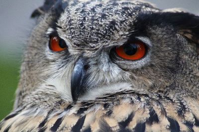 close up of an owl