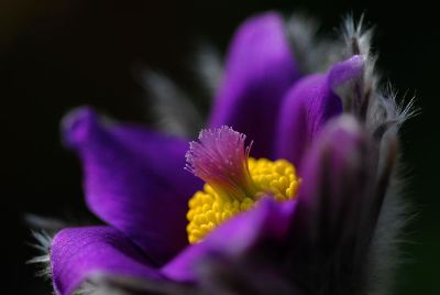 purple and yellow flower