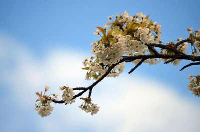 blooming sakura