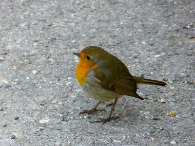 yellow and green bird