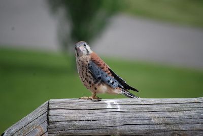 bird looking surprised