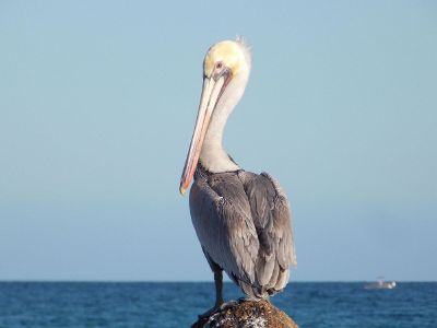 perched pelican