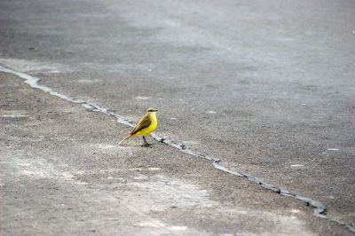 yellow bird in road