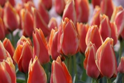 orange and red tulips