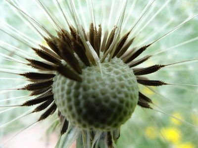 close up of flower seeds