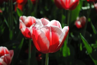 red and white flower