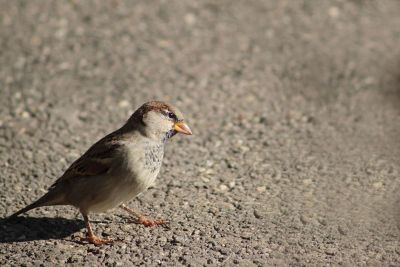 lonely small bird