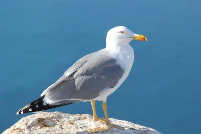 white and gray feathered bird