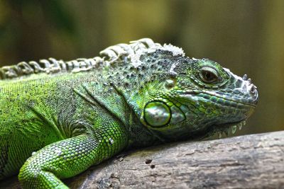green lizard on branch