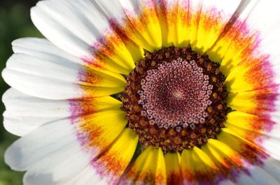 a colourful flower in sunny day