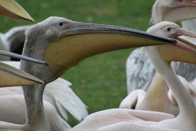 bird with big mouth