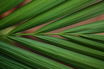 a part of a plant