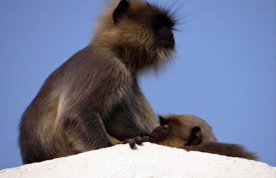 monkey sitting on white triangle