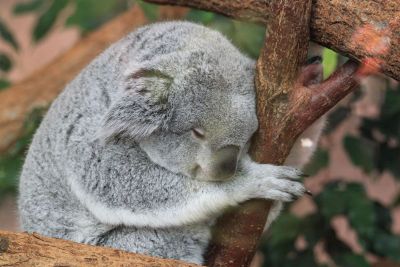 koala resting on tree branch
