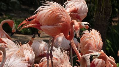 a flock of flamingos
