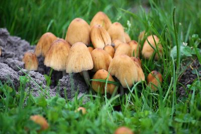 mushrooms in crass