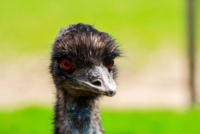 head and upper neck of an emu