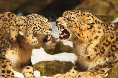 cheetahs cubs fighting
