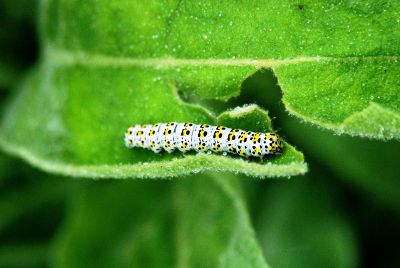 caterpillar on leaf