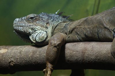 iguana on a log