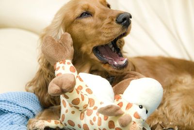 golden dog with giraffe toy